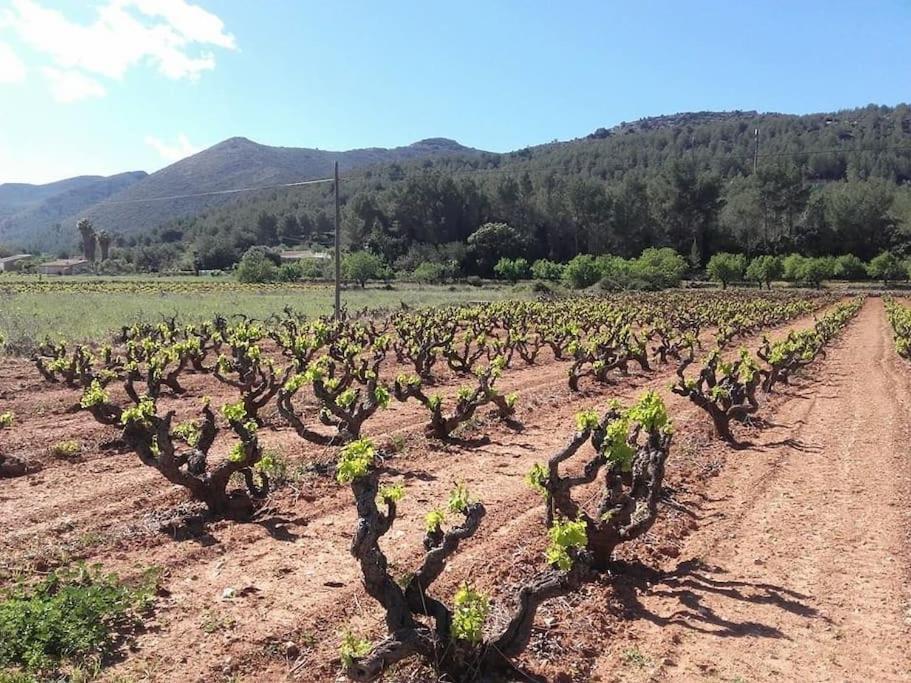 One Bed Apartment Overlooking Jalon Valley, Costa Blanca Alcalalí المظهر الخارجي الصورة